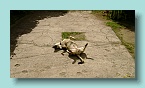 Bora Bora Dog Tired